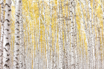 Obraz premium autumn birch forest