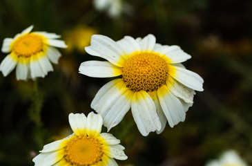 Some Close Daisies