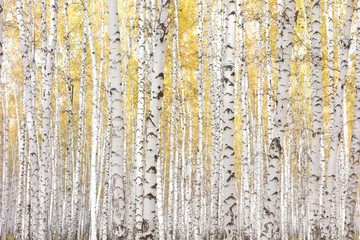 Obraz premium autumn birch forest