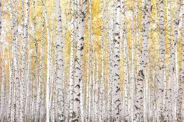 Zelfklevend Fotobehang autumn birch forest © rufar
