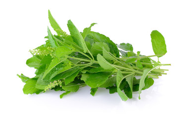 Holy basil on white background