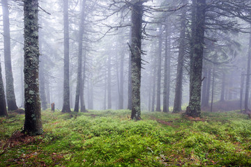 forest lin fog