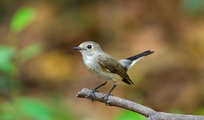 Asian brown Flycatcher (Muscicapa dauurica) on branch 