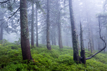 trees in fog in deep forest