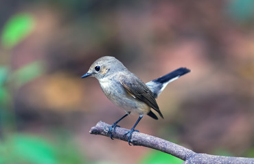 Asian brown Flycatcher (Muscicapa dauurica) on branch 