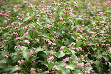 들에 핀 꽃/들꽃