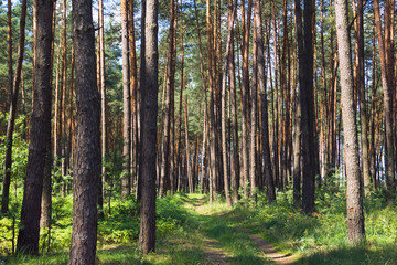 pine forest with footpath