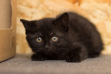 Frightened black kitten sitting on a shelf next to a cardboard house