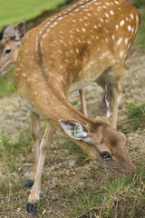 Marked deer hind