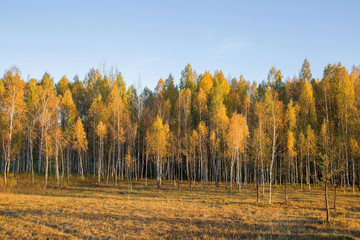 Fototapeta premium Autumn birch trees with yellow leaves with blue sky in the park. Sunset light shines on the trees.