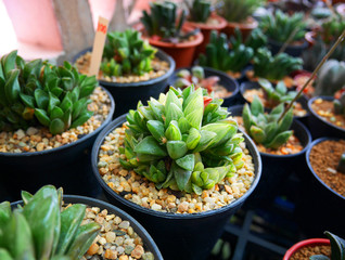 Haworthia obtusa cactus in small pots