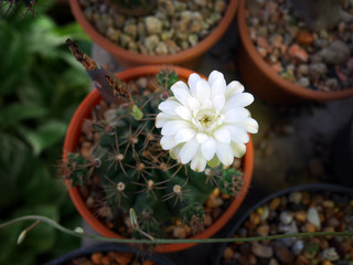 Obraz na płótnie Canvas White cactus flower from top view