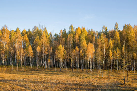 Autumn birch trees with yellow leaves with blue sky in the park. Sunset light shines on the trees.