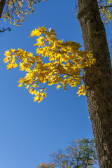 Autumn Maple Tree Branch