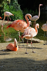 Fototapeta premium Flamingos 