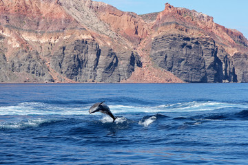 La paz dauphin saute