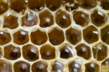 Bee hive texture with honey filled