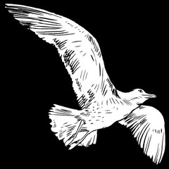 Gull flight bird and seabird . Sea , isolated on white background. Herring  for your journal article or encyclopedia.