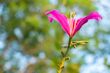 bouquet of pink flower on tree, selective focus