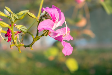 bouquet of pink flower on tree, selective focus