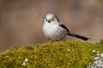 Schwanzmeise auf Hügel aus Moos