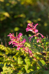 Chom Poo Chaing Dao is Rare flower of high mountain at Doi Luang