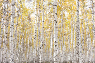 Obraz premium autumn birch forest