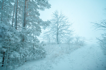 Snowy forest edge in winter. Forest in blizzard