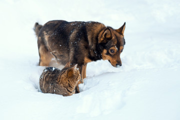 Cat and dog best friends. Cat and dog playing together outdoor on the snow in winter