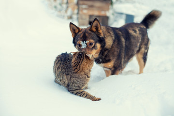 Cat and dog best friends. Cat and dog playing together outdoor on the snow in winter