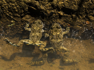 Two frogs in water