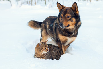 Cat and dog best friends. Cat and dog playing together outdoor on the snow in winter