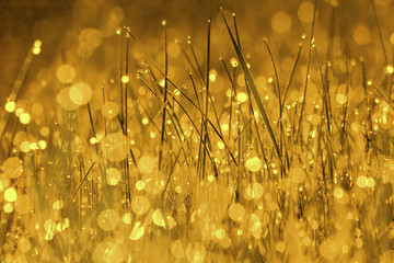Morning dew on the grass. Golden vintage color correction