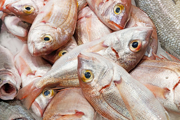 Small red sea bream fishes on a market tray