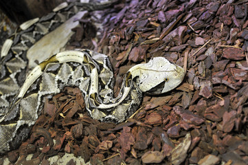 vipera rinoceronte del gabon
