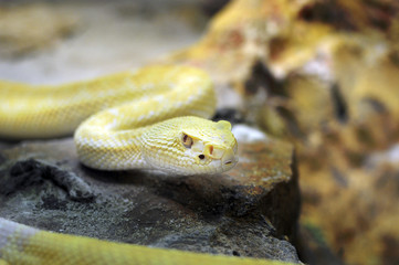 Serpente a sonagli giallo