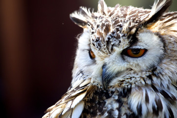 Portrait of The Eurasian Eagle Owl (Bubo bubo)