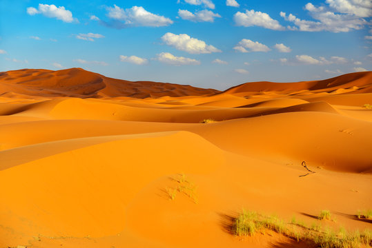 dunes of sahara at erfoud in morocco © Marc Jedamus