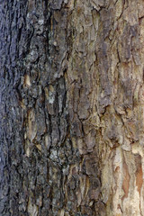 Tree bark texture background