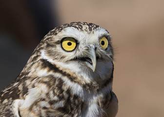 Burrowing Owl (Athene cunicularia) Hunter