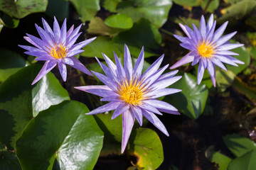 Lotus flower in pond.