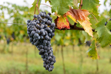 reife sangiovetraube am Stock nach dem Regen in der Toskana