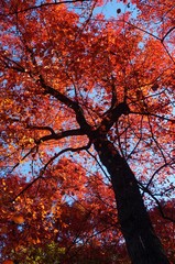 Colorful red, orange, and yellow leaves during foliage season on the East Coast