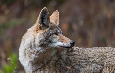 The Coyote Lookback