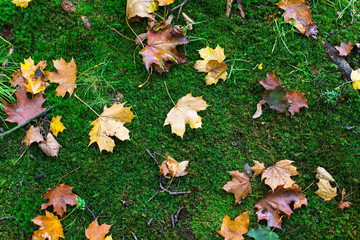 Yellow fallen leaves on green moss in the forest, autumn texture.