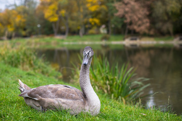 Swan lying on the grass near the lake.
