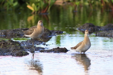 Ruffs among the thickets in the swamp