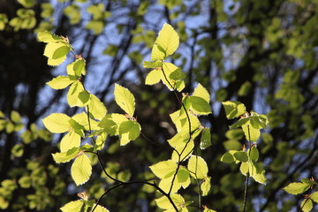 Frische Buchenbl&auml;tter im Sonnenlicht im Fr&uuml;hling 