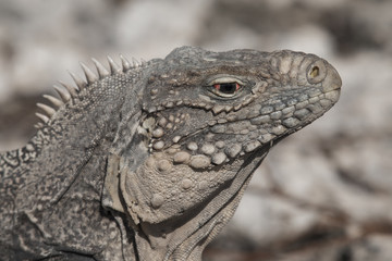 Closeup of a iguana