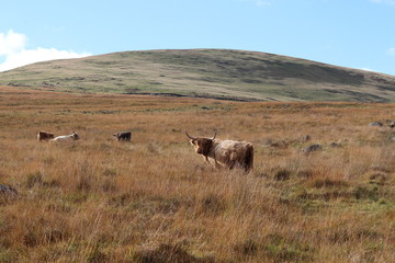 grazing longhorn cow in autumn 